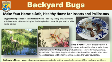 Backyard Bugs