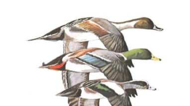 Ducks at a Distance: A Waterfowl Identification Guide