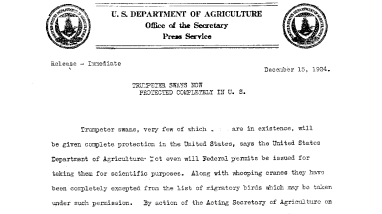 Trumpeter Swans Now Protected Completely in U.S. December 15,1924