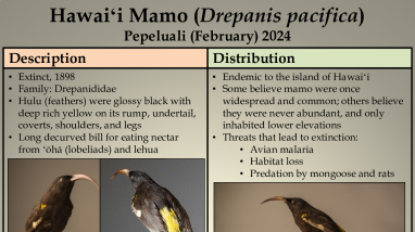 Species of the Month: Hawaiʻi Mamo (Black Hawaiian honeycreeper)