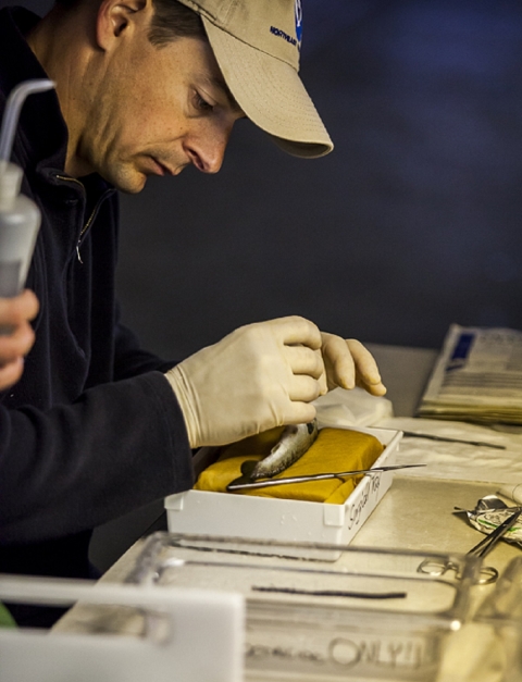 NOAA biologist radiotagging Atlantic salmon smolt
