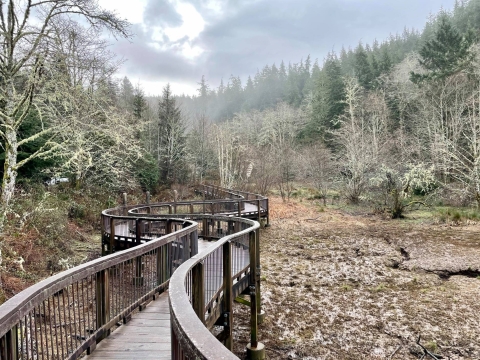 A boardwalk curves above a wetland surrounded by trees.