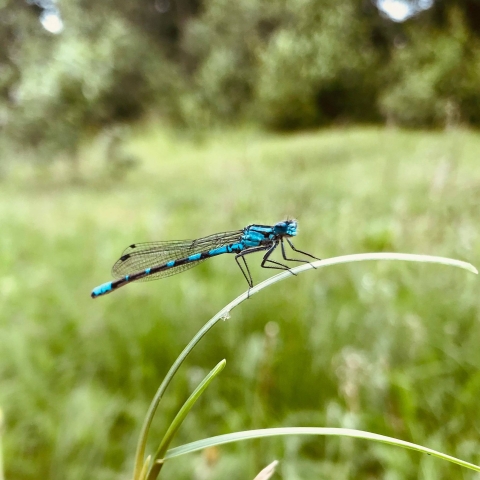 a blue damselfly on a blade of grass