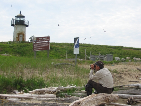 Pond Island searching for Roseate Terns