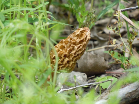 A crinkled brown and white mushroom pokes through the forest floor.