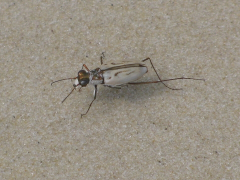 Northeastern beach tiger beetle