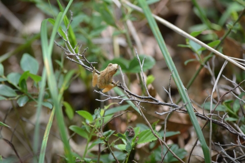 A spring peeper (a tiny frog that makes a chorus in spring) rests on a branch at Necedah National Wildlife Refuge in Wisconsin.