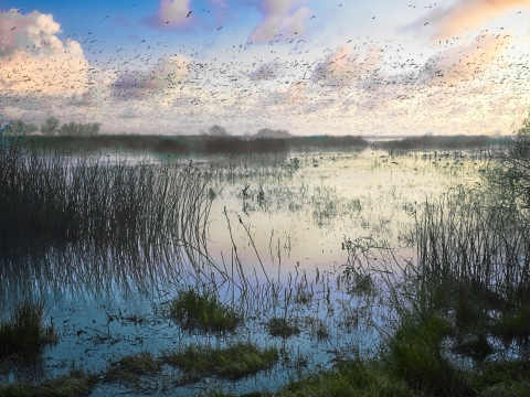Wetland scene with flocks of ducks in the distance.