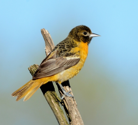 bird perched on end of stick