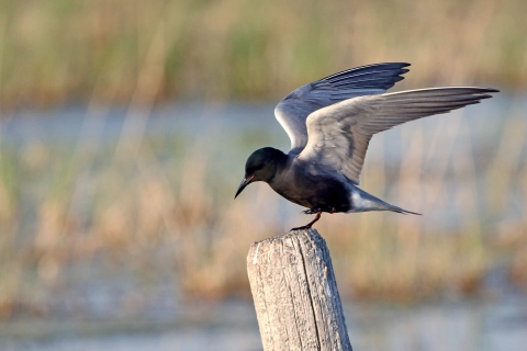 Black Tern observed at J. Clark Salyer National Wildlife Refuge