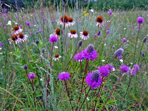 Wildflower meadow at J. Clark Salyer NWR