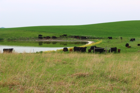 Black cattle grazing on a prairie around a wetland