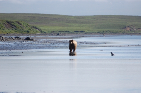 bear walking in a lagoon