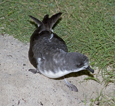 Bonin petrel standing on borrow entrance at Midway Atoll