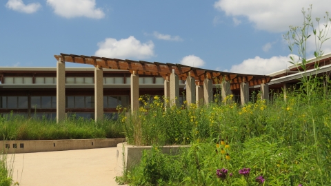 Prairie flowers next to visitor center entrance