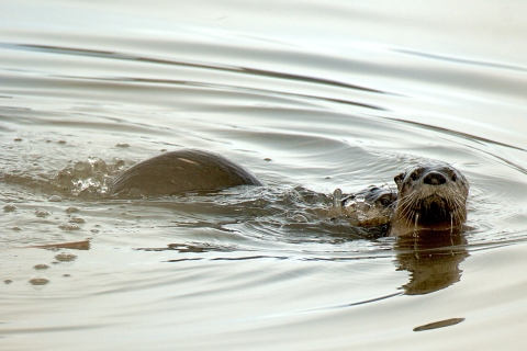 Malheur NWR_River Otter_Barbara Wheeler Photography, USFWS Volunteer