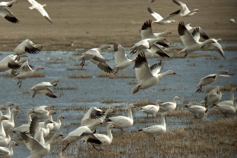 Malheur NWR_Snow Goose _Barbara Wheeler Photography