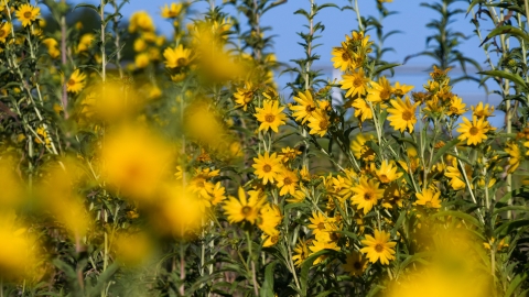 Maximilian sunflowers bloom bright yellow against a blue sky