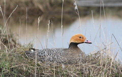Goose with orange head, pink bill, and black and brown flecked body sitting on a nest in the tundra.