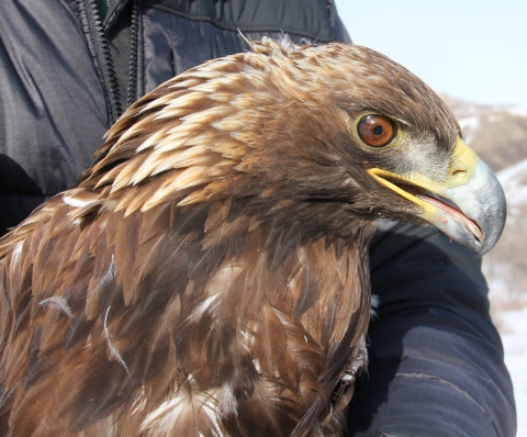 Head shot of Golden Eagle, raptor with brown feathers, yellow beak, brown eye