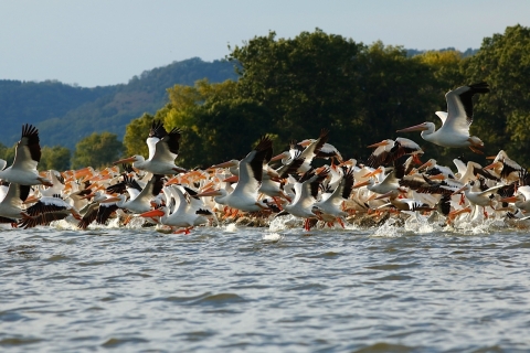 A group of American White Pelicans taking flight courtesy of Larry Palmer/USFWS.
