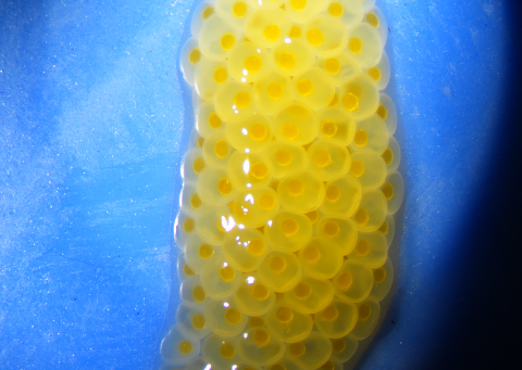 a mass of yellow eggs with dark yellow centers