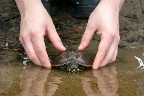 Hands place a turtle into a pond