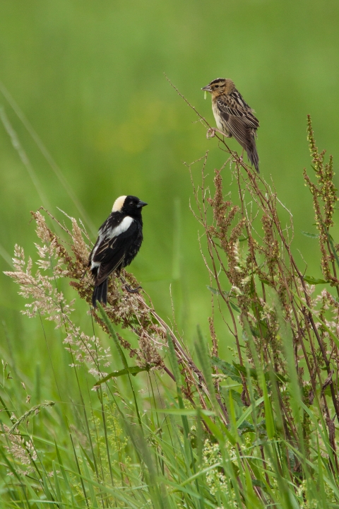 Bobolink on long grass