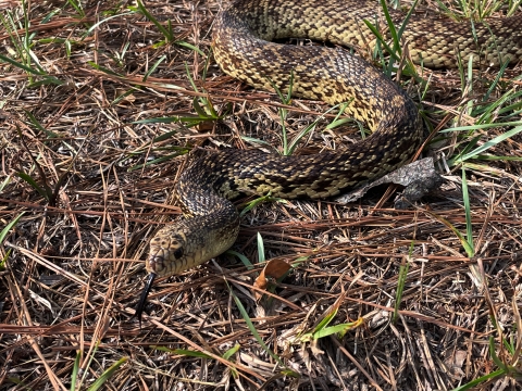 Louisiana pinesnake smelling