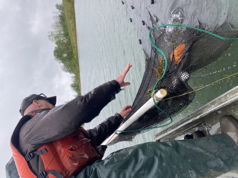 USFWS biologist S. Schlueter checking nets for muskellunge.&nbsp;&nbsp;