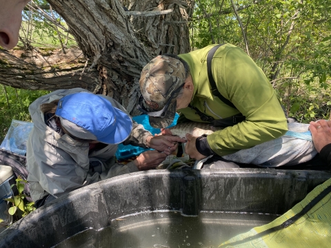Researchers use syringes to catch milt. A bowl is held under the musky as eggs are released.&nbsp;&nbsp;
