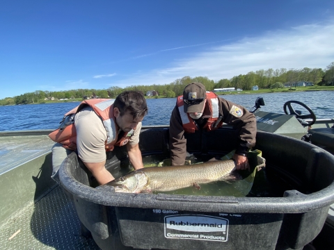 USFWS biologist releasing musky back at catch site.&nbsp;&nbsp;