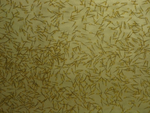 Muskellunge fry at TIBS.&nbsp;
