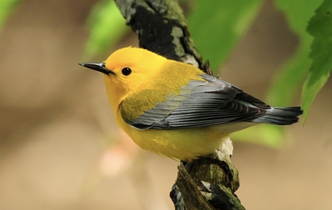 Prothonotary Warbler, bright yellow, grey and black, perched on a tree branch at Yazoo NWR