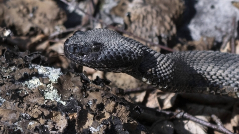 Close-up shot of the head of a timber rattlesnake flicking its tongue in the rocks