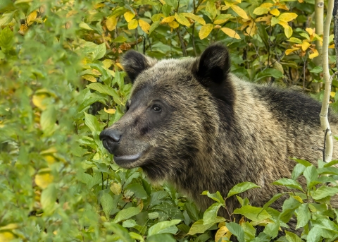 Grizzly bear appears to grin as it is surrounded by brush and vegetation.&nbsp;