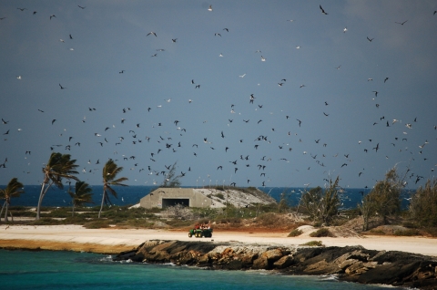 A Crazy Ant Strike Team crew drives along the coast line of Johnston. A bunker is in the background and seabirds fly all around.