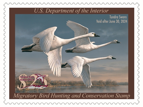 2023-2024 Federal Duck Stamp featuring three tundra swans flying across a morning sky with wetlands low on the horizon.