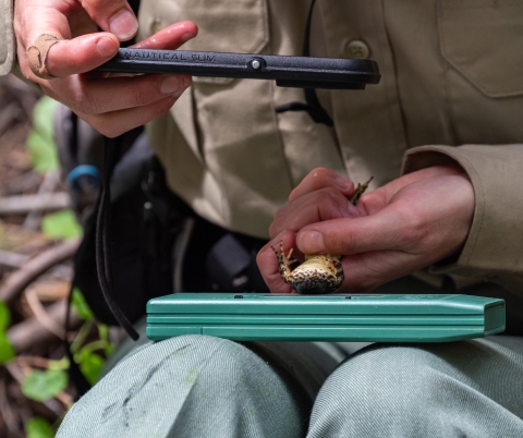 a frog is being held on its back by a biologist while a photo is taken of the frog's chin