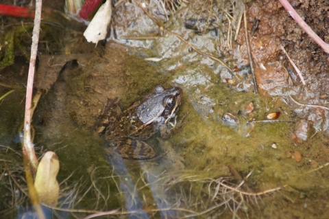 a california red-legged frog is partially submerged in a brown and green pond