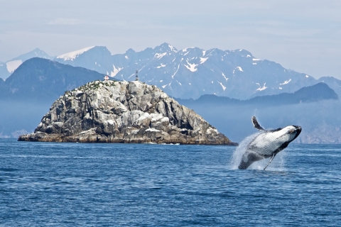 A large gray whale leaps out of the water while swimming along the coast.