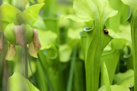 A bright red lady beetle crawls on the top of a green pitcher plant. These leaves are shaped like a vase.