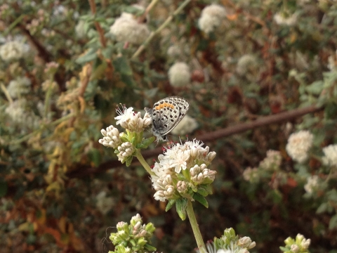 El Segundo blue butterfly on buckwheat plant