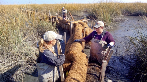 Three people set up rolls of hay to create a wall in a marsh