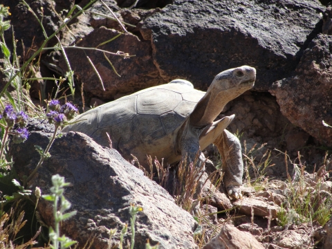 Desert tortoise