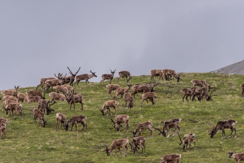 Caribou herd in arctic national wildlife refuge