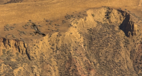 A California condor soars from the left of the image in front of a brown and gold uplifted ridge.. White patches are seen on the top of its wings, and its primary feathers are spread. 