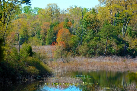 Photo of a heron rookery at Mason Neck NWR
