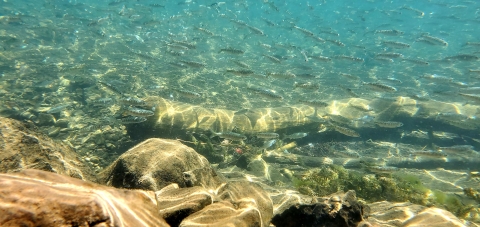 juvenile salmon
