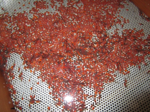Image of newly hatched fish fry